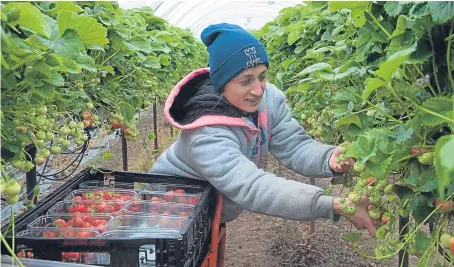  ??  ?? Angus Soft Fruits needs a seasonal workforce of 4,000, such as Jianu Elena Madacily, to pick crops.