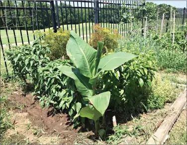  ??  ?? A canna lily has decided to grow in the middle of this reader’s garden. (Special to the Democrat-Gazette/Janet B. Carson)