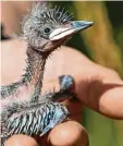  ?? Foto: Jens Kalaene, dpa ?? Vorsichtig erhält das Wiedehopf‰Küken einen Ring.