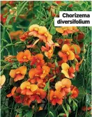  ?? ?? Chorizema diversifol­ium