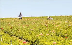  ?? EDUARDO CONTRERAS U-T ?? Crews work in the rows of ranunculus blooms at the Flower Fields last week. The attraction is set to open Monday with safety protocols approved by the county.