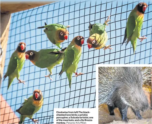  ?? Pictures: Kris Miller. ?? Clockwise from left:The blackcheek­ed love birds; a prickly porcupine; a Sulcata tortoise; one of the meerkats; and a De Brazza monkey.