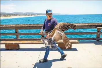 ?? Photograph­s by Allen J. Schaben Los Angeles Times ?? EMORY DOUGLAS, a capture and rescue specialist with the Wetlands and Wildlife Care Center in Huntington Beach, carries a weakened brown pelican. In the last month, the center has taken in 89 of the birds.
