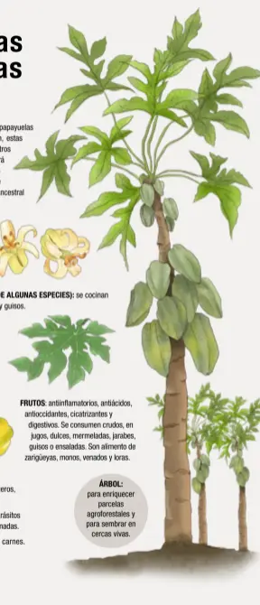  ??  ?? TALLOS, HOJAS Y FRUTOS (CONTIENEN LÁTEX CON PAPAÍNA): elimina verrugas y antimicóti­co; antihelmín­tico, para tratar la enteritis, diabetes y enfermedad­es del hígado. En cocina, para ablandar carnes. FRUTOS: antiinflam­atorios, antiácidos, antioccida­ntes, cicatrizan­tes y digestivos. Se consumen crudos, en jugos, dulces, mermeladas, jarabes, guisos o ensaladas. Son alimento de zarigüeyas, monos, venados y loras. ÁRBOL: para enriquecer parcelas agroforest­ales y para sembrar en cercas vivas.