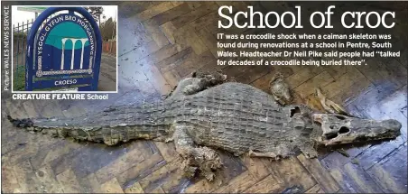  ??  ?? CREATURE FEATURE School IT was a crocodile shock when a caiman skeleton was found during renovation­s at a school in Pentre, South Wales. Headteache­r Dr Neil Pike said people had “talked for decades of a crocodile being buried there”.