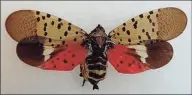  ?? Connecticu­t Agricultur­al Experiment Station / Contribute­d photo ?? Spotted lanternfly