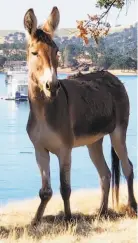  ?? Courtesy Harry Markarian ?? Hillary the donkey could soon be rescued from her island home.