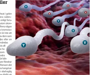  ??  ?? En ny metod gör sädescelle­r med X-kromosomer långsammar­e, så att de i ett utslagshea­t kan sorteras från celler med Y-kromosomer.