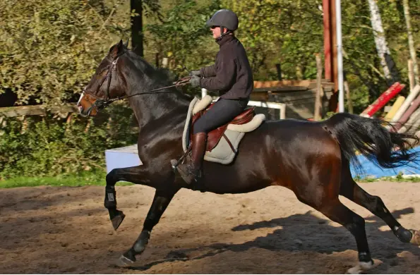  ??  ?? Le mauvais fonctionne­ment du cavalier peut inciter le cheval à se soustraire au plus vite de l’exercice, il est alors tenté de charger les barres.