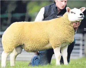  ?? Pictures: Catherine Macgregor. ?? Scotsman Avicii sold for 5,200gns at the Scottish Texel Club’s sale in Lanark.