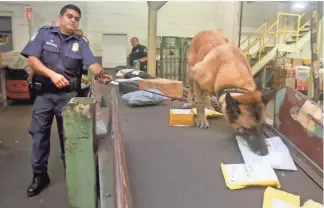  ?? PHOTOS BY SETH HARRISON, THE JOURNAL NEWS ?? Gini, a drug-sniffing dog that works with Customs and Border Protection officers, sniffs for fentanyl and other narcotics at JFK Airport’s Mail Facilities Federal Inspection Site.