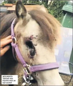  ??  ?? WOUNDED: Tallulah was injured near an eye socket