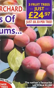  ??  ?? The nation’s favourite VICTORIA PLUM