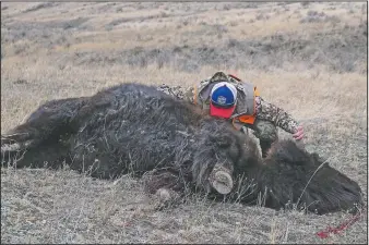  ??  ?? Meyer takes a moment of appreciati­on for the bison he hunted and killed. Wounded Warriors Outdoors arranged for Meyer to participat­e in a donated bison harvest on land owned by American Prairie Reserve.