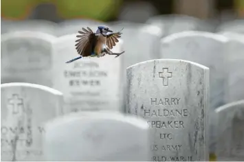  ?? Foto: Carolyn Kaster, dpa ?? Ein Blauhäher landet auf einem Grabstein auf dem Arlington National Cemetery. Wenig später schmücken die Mitglieder des 3. US-Infanterie­regiments die Gräber zum Memorial Day mit US-Fahnen.
