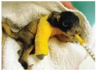  ??  ?? A squirrel with a broken leg is one of 4,000 wild animals treated at the von Arx Wildlife Hospital each year.