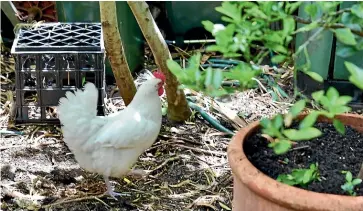  ??  ?? Backyard chickens are just one of the features of Michael Mobbs’ off-the-grid, self-sufficient property.