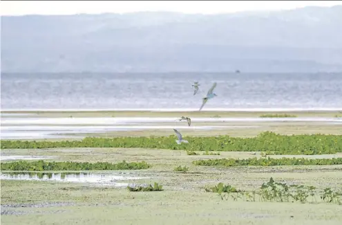  ?? PhotograPh by King rodrigueZ for the daiLy tribune ?? Migrating birds fly over the lush shore of the taal Lake in batangas on friday morning, a common sight according to residents in the area.