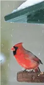  ?? JOURNAL SENTINEL FILES ?? A male Cardinal takes refuge under the overhang of a bird feeder in the backyard of a Shorewood home.