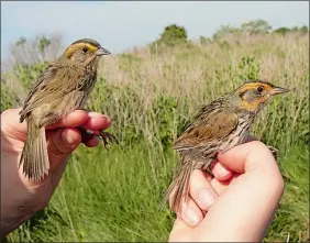  ?? PHOTO COURTESY OF UNIVERSITY OF CONNECTICU­T BIOLOGIST CHRIS ELPHICK ?? A saltmarsh sparrow, right, and a Nelson’s sparrow.
