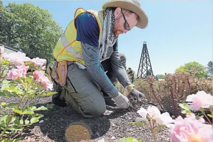  ??  ?? Hendrie Park horticultu­ralist Eric Abram, top, works to remove dead leaves from Euphorbia, one of the many companion plants that have been added to the newly redevelope­d rose garden at the RBG. The garden, located at Hendrie Park, will be officially unveiled on June 23, but schoolchil­dren recently paid a visit to get a preview, bottom.