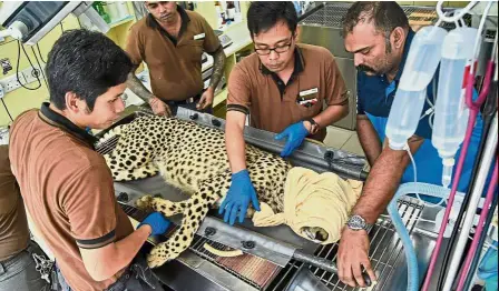  ?? — AFP ?? Routine check: The Wildlife Reserves Singapore team examining Kima the cheetah at Singapore Zoo.