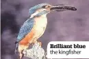  ??  ?? Brilliant blue the kingfisher