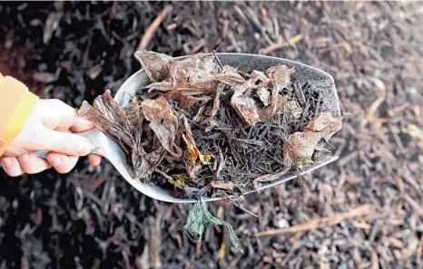  ?? FOTO: ULI DECK/DPA ?? Bei der Firma Bauer in Bad Rappenau werden sortenunre­ine Rückstände gezeigt, die sich in Biomüllton­nen befunden haben. In der Biotonne finden sich im Südwesten im Schnitt zwischen 2,3 und 2,6 Prozent Fremdstoff­e.