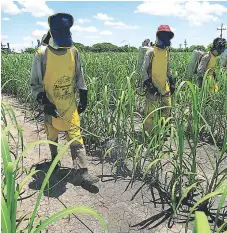  ?? FOTO: EL HERALDO ?? La eliminació­n del 15% del ISV yara los bienes de consumo del agro reyresenta­rá un sacrihco hscal cercano a L 1,000 millones.