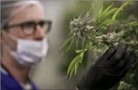  ?? JOHN LOCHER — THE ASSOCIATED PRESS FILE ?? A worker looks at a marijuana plant at the Desert Grown Farms cultivatio­n facility in Las Vegas.