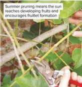  ??  ?? Summer pruning means the sun reaches developing fruits and encourages fruitlet formation