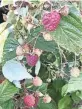  ?? CAROL DEPTOLLA / MILWAUKEE JOURNAL SENTINEL ?? Raspberrie­s can thrive in Wisconsin, but they’re susceptibl­e to disease if they’re planted close to wild blackberri­es.