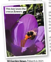  ??  ?? This bee loves the crocus flowers