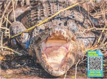  ?? ?? An estuarine crocodile on the banks of Daintree River. Picture: David White