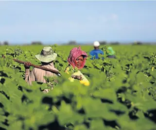  ?? /File picture ?? Land plan: SA is much closer to its target of transferri­ng at least 30% of agricultur­al land from white to black ownership.