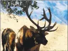  ?? PHOTO COURTESY OF MICHAEL HUNDT ?? Several herds of Tule elk roam in southern Santa Clara County, east of Highway 101 along Coyote Ridge and south towards Anderson Lake. They are part of the state’s Santa Clara/Mount Hamilton Tule Elk Management Unit.