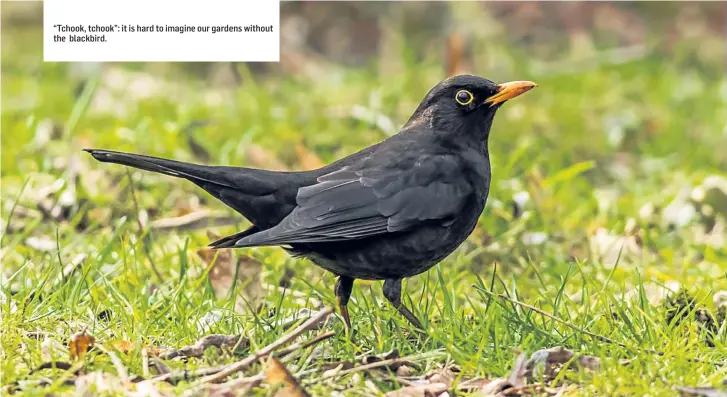  ??  ?? “Tchook, tchook”: it is hard to imagine our gardens without the blackbird.