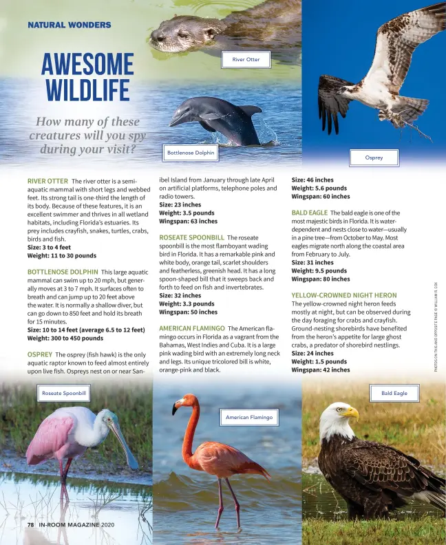  ??  ?? Roseate Spoonbill
Bottlenose Dolphin
River Otter
American Flamingo
Osprey
Bald Eagle