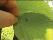  ?? COURTESY OF PENN STATE EXTENSION ?? This is a first instar spotted lanternfly nymph.