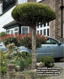  ??  ?? This paved-over driveway has room for a clipped conifer, a photinia, spring bulbs and ground cover