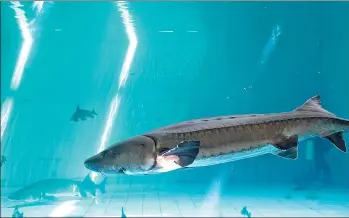  ?? PHOTOS BY GAO ERQIANG / CHINA DAILY ?? From left: Dongtan Wetland in Chongming; the clinic at the Shanghai Yangtze River Estuary’s Chinese Sturgeon Nature Conservati­on Area is dedicated to protecting and giving treatment to injured giant fish.