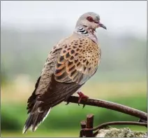  ??  ?? Préserver pour mieux chasser, un tel oiseau le mérite vraiment.