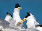  ??  ?? 9 Crested terns on Coronation Island.