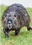  ?? Foto: dpa ?? Nagetiere wie Bisam oder Nutria machen dem Biber Konkurrenz.