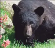  ?? File photo ?? A 26-year-old Thomaston man was arrested by environmen­tal conservati­on police after killing a mother bear to protect his dog, officials said. The female bear was killed and her two cubs survived. The dog was not hurt. The bear pictured is not the one shot.