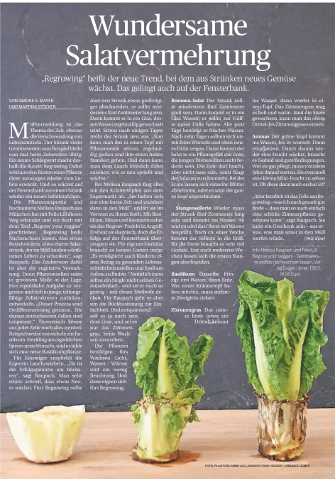  ?? FOTO: PLANTURA GMBH AUS „REGROW YOUR VEGGIES“, VERLAG E. ULMER ?? Info Melissa Raupach und Felix Lill: Regrow your veggies – Gemüserest­e endlos nachwachse­n lassen, Verlag Eugen Ulmer, 128 S.,14.95 Euro.