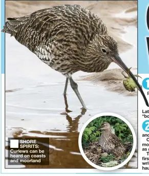  ??  ?? SHORE SPIRITS: Curlews can be heard on coasts and moorland