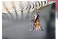  ?? MENAHEM KAHANA/ AFP VIA GETTY IMAGES ?? Scientists suspect the diminutive horseshoe bat may have led to a world- sized crisis. The species carries coronaviru­ses.
