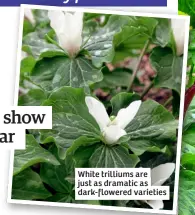  ?? ?? White trilliums are just as dramatic as dark-flowered varieties
