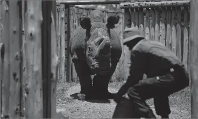  ?? PICTURE: AP/AFRICAN NEWS AGENCY (ANA) ?? In this photo taken on May 3 last year, a ranger takes care of Sudan, the world’s last male northern white rhino, at the Ol Pejeta Conservanc­y in Laikipia county in Kenya. Sudan was put down because of “age-related complicati­ons”, researcher­s announced...